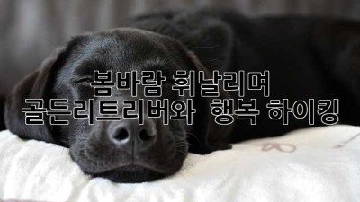🐶 봄바람 휘날리며, 골든리트리버와 🐾 행복 하이킹!